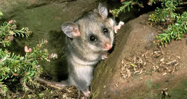 Predators on the peaks: saving the Mountain Pygmy Possum