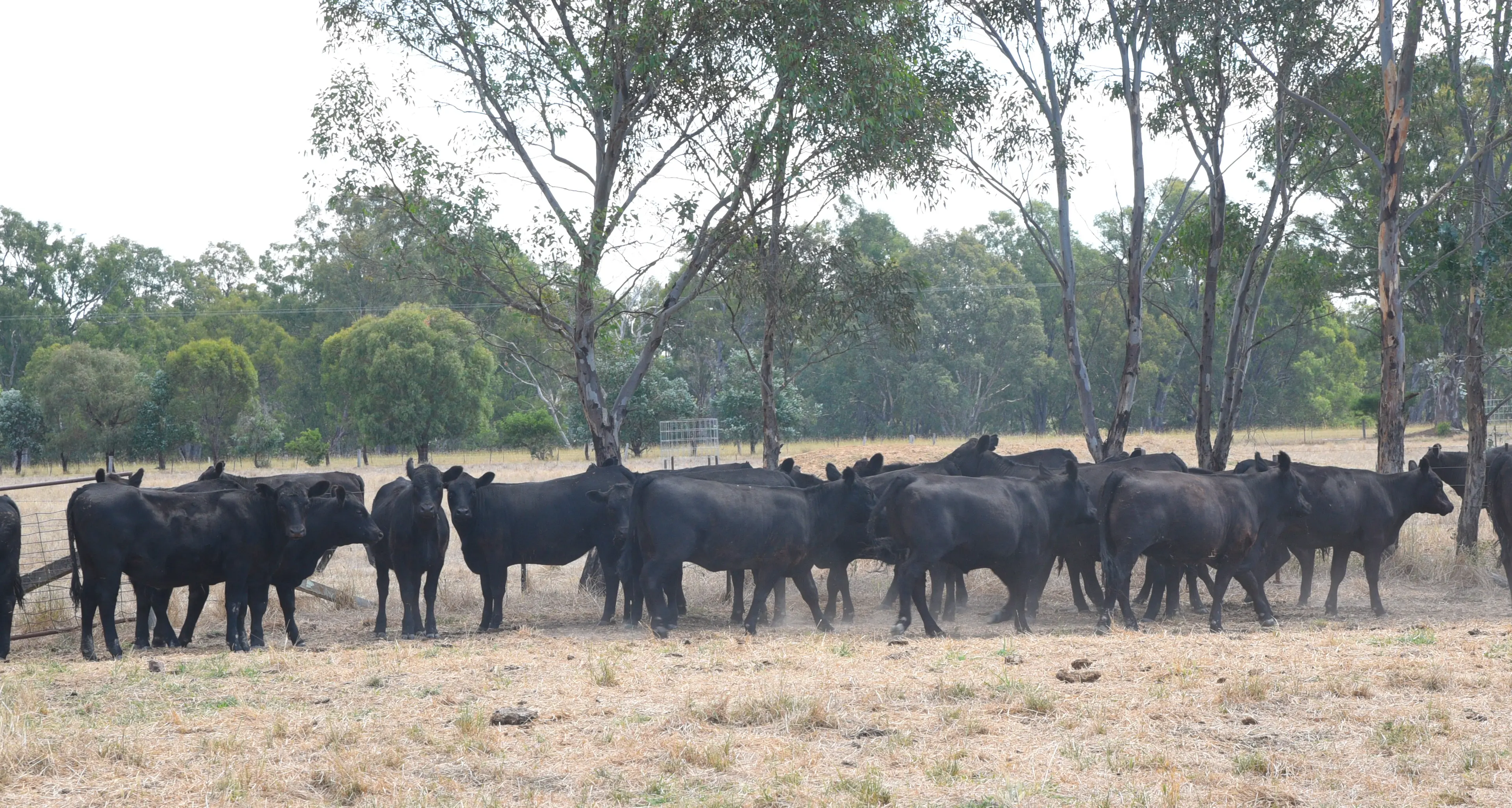 Significant livestock loss prompts warning from authority
