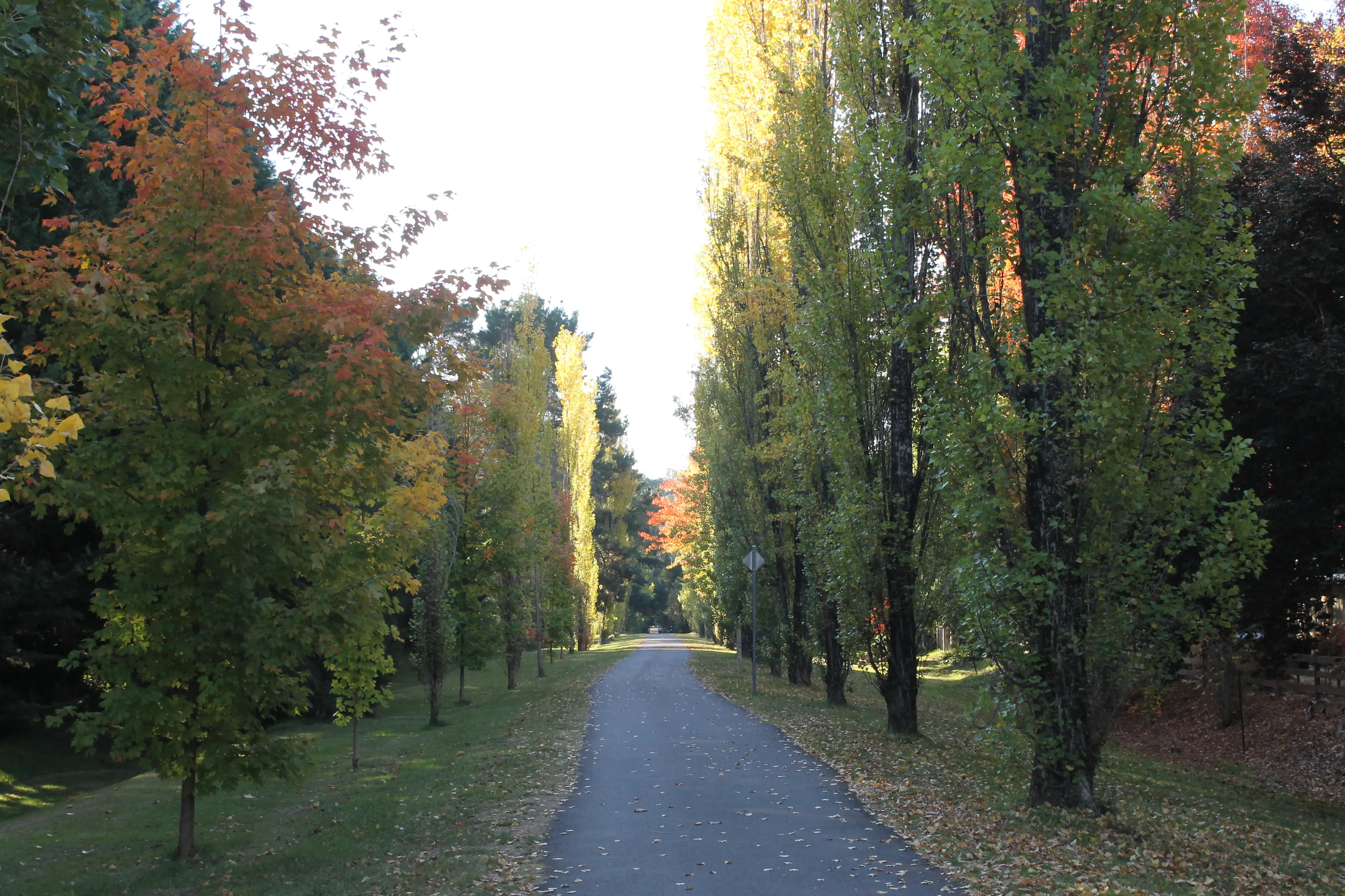 <p>ICONIC INFRASTRUCTURE: The future of the Alpine Shire\\'s tracks and trails has been outlined in a mater plan adopted by council last week. PHOTO: Phoebe Morgan</p>\\n