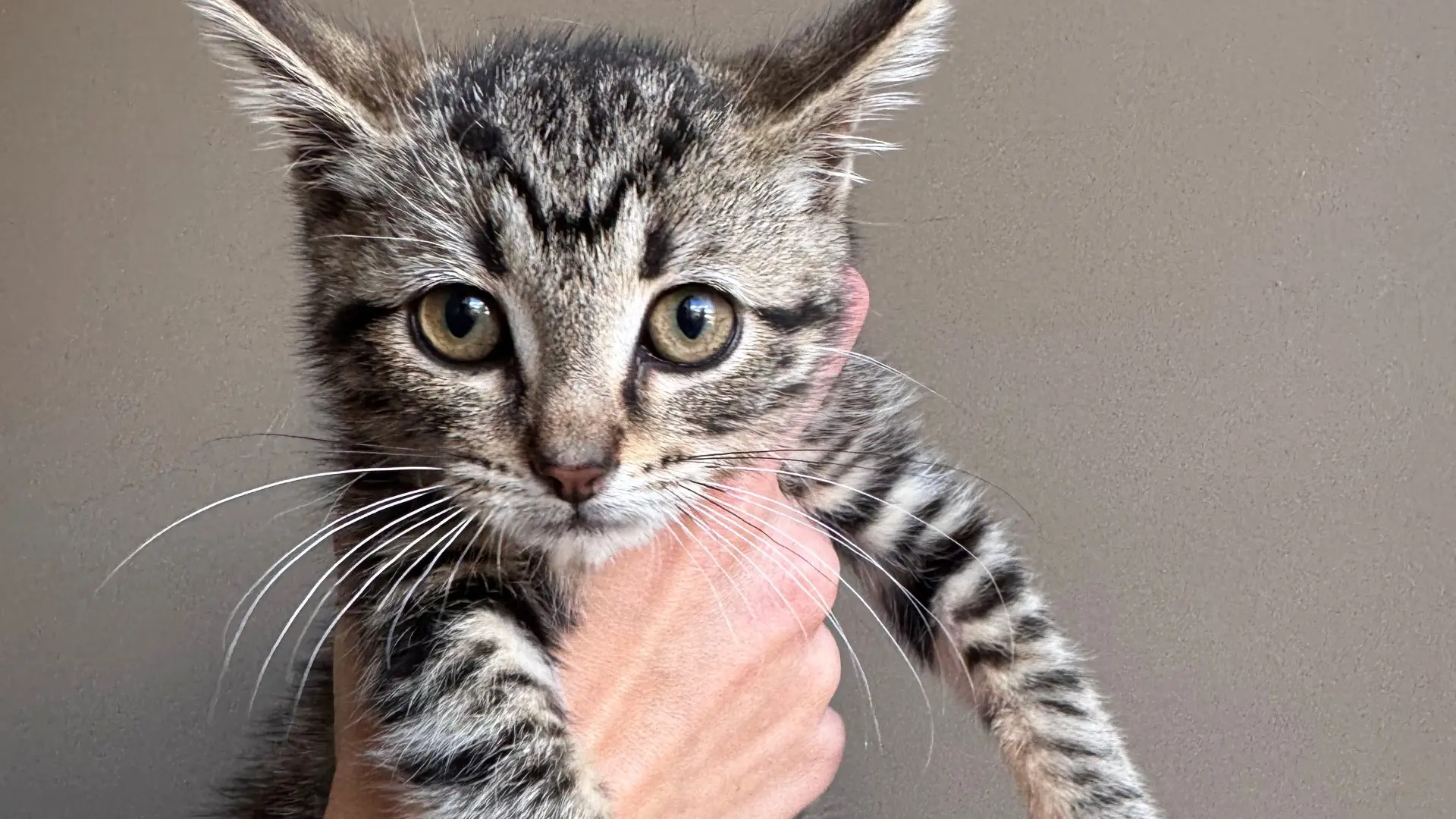 Alpine Shire animals to find new home in future pound facility