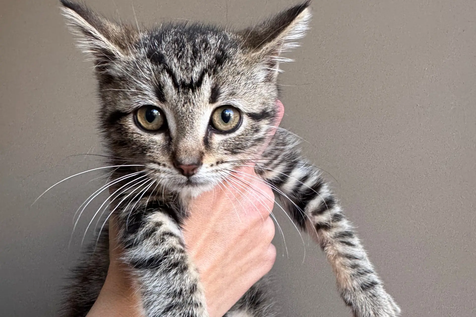 <p>GOT A HOME? Champ was one of two cats housed at Alpine Shire Council\\'s animal pound in Bright and up for adoption last week. To enquire about adoption contact council\\'s local laws team on (03) 5755 0555.</p>\\n