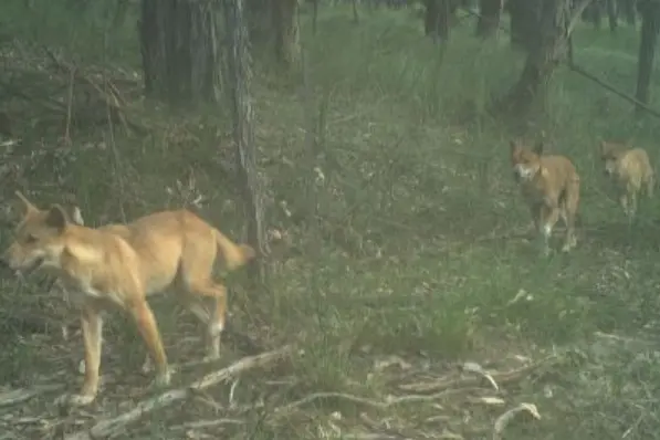 <p>HUNTING: A dingo pack captured on a trail camera in Victoria\\'s high country. PHOTO: Melbourne Water</p>\\n