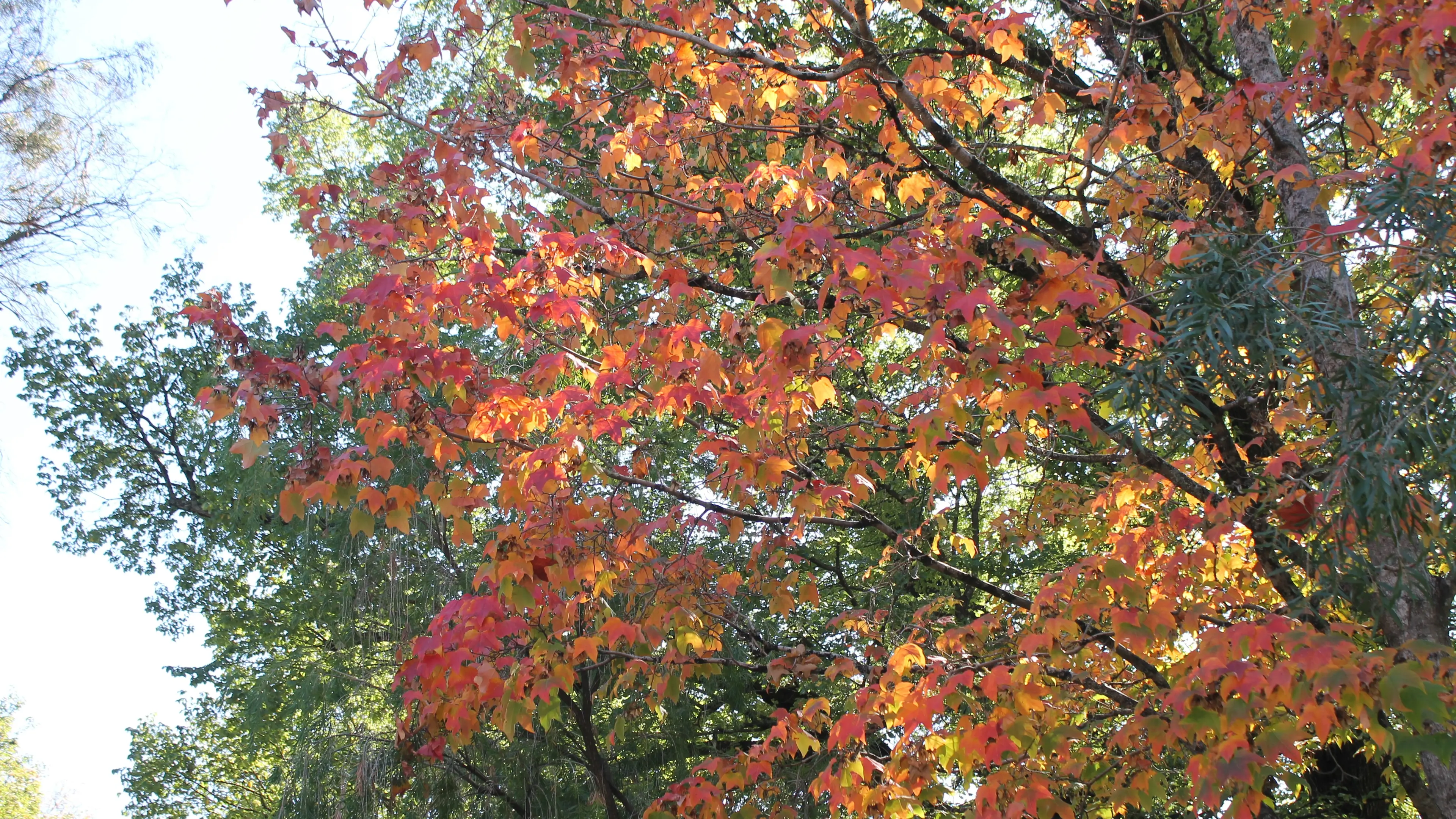 Alpine region sees increased rainfall over autumn