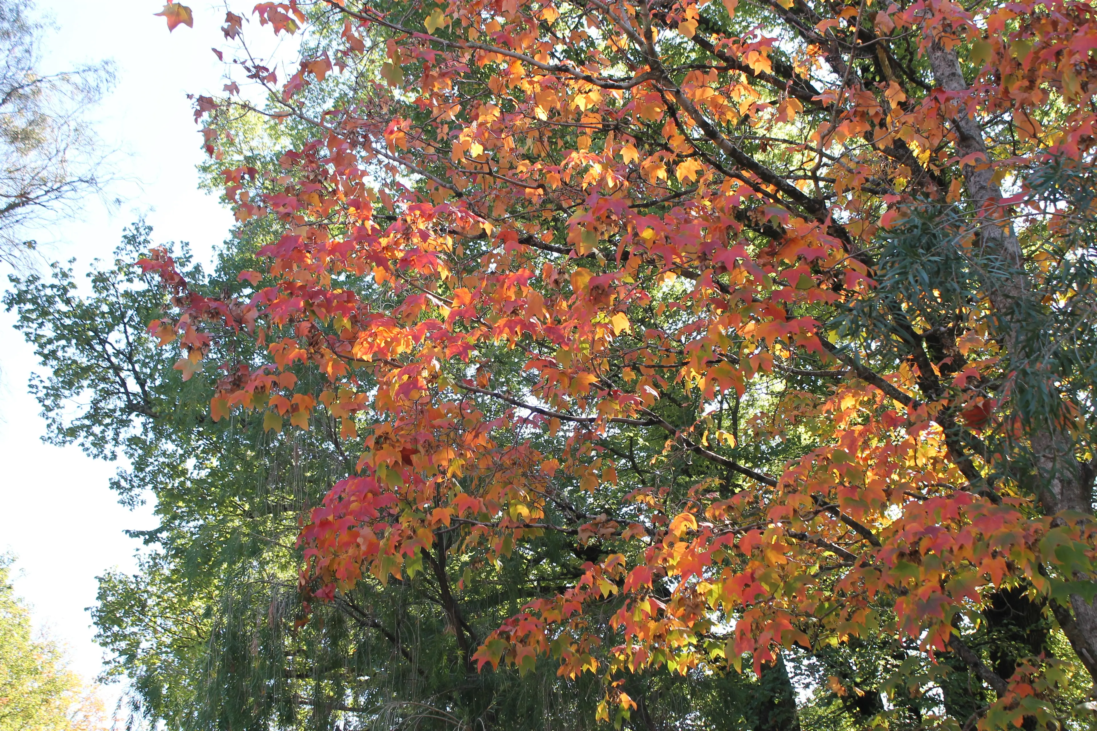 <p>AUTUMN OFFICIALLY OVER: Locals and visitors to the Alpine Shire alike have enjoyed watching trees change colour and welcomed rainfall across the region. PHOTO: Phoebe Morgan.</p>\\n
