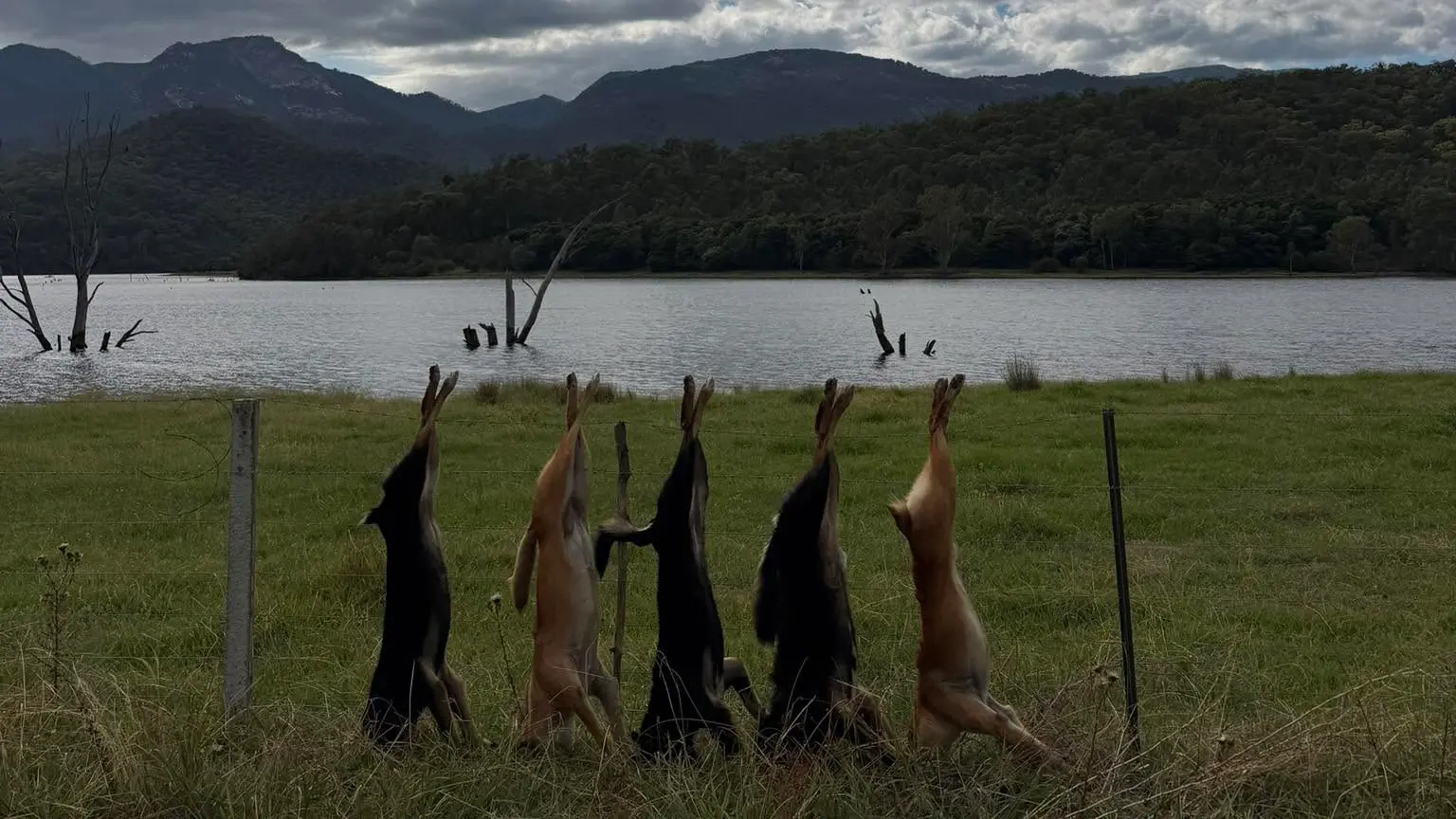 MP demands action on escalating wild dog attacks