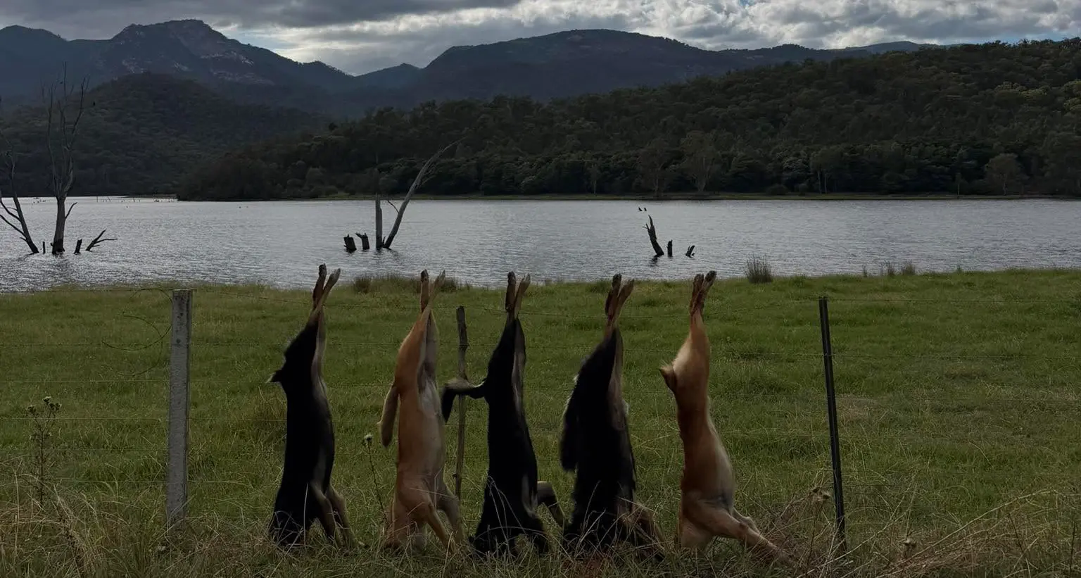 MP demands action on escalating wild dog attacks