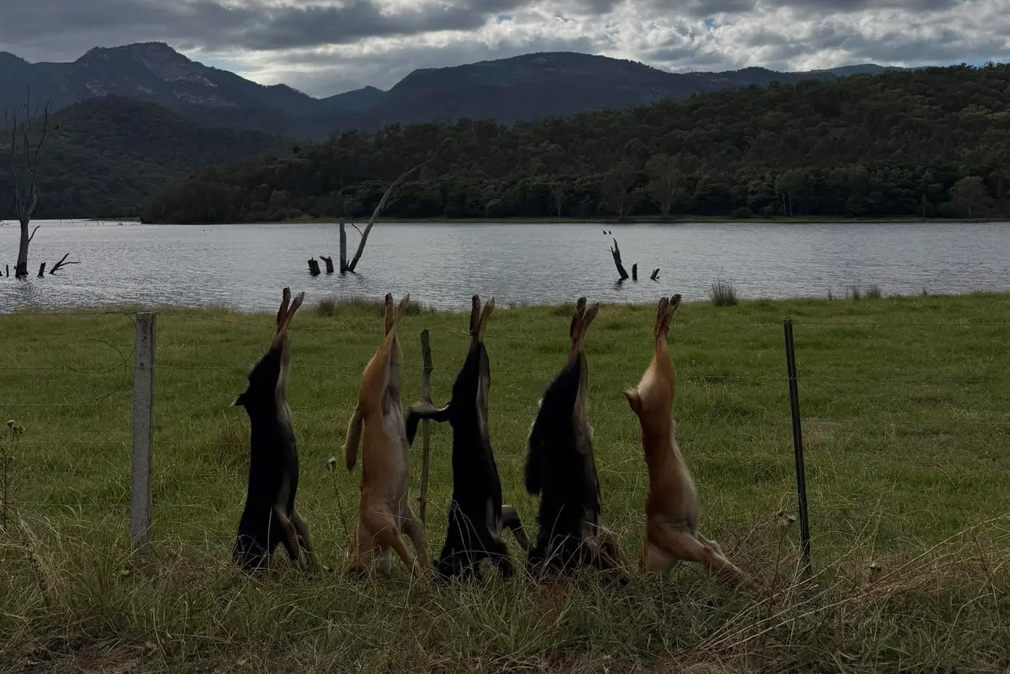 <p>SIGN OF TROUBLE: This image was posted on Facebook several months ago, reportedly taken on a property bordering Mt Buffalo National Park.</p>\\n