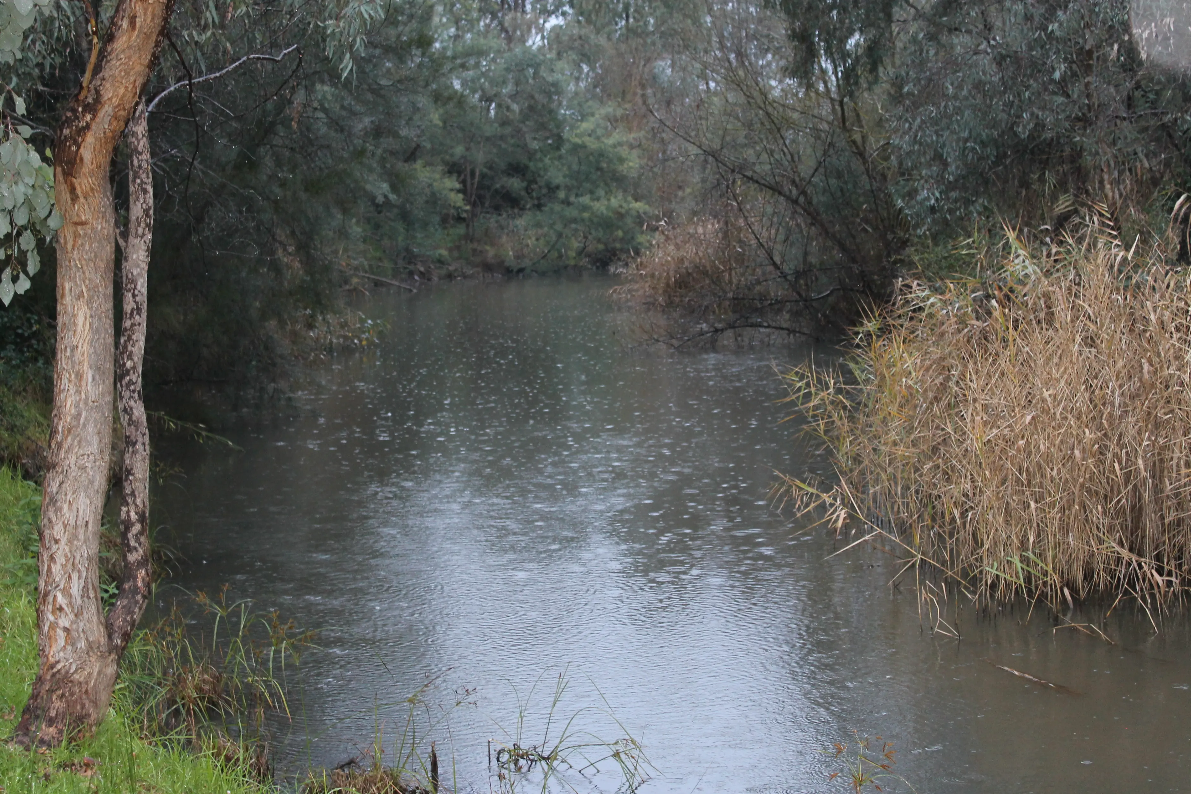 <p>RESIDENTS URGED TO WEATHER-WATCH: Downpours in the Alpine Shire commenced on Monday morning, which caused increased water levels in creeks and rivers, including Happy Valley Creek in Myrtleford (pictured). PHOTO: Phoebe Morgan.</p>\\n