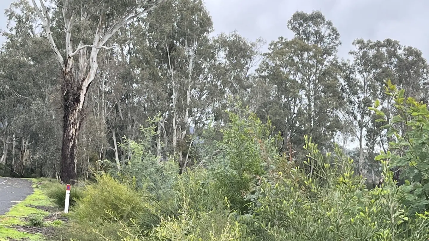 'Tis the season for tree-planting