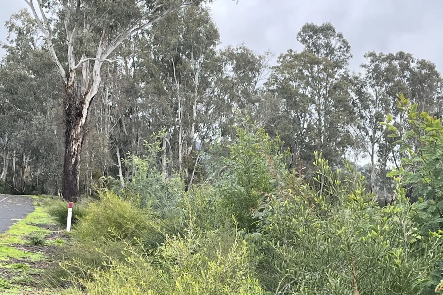 <p>ONE YEAR ON: The 2025 MDLSG National Tree Day saw dozens of native trees and grasses planted along Apex Lane in Myrtleford which are now thriving. PHOTO: UOVLG.</p>\\n