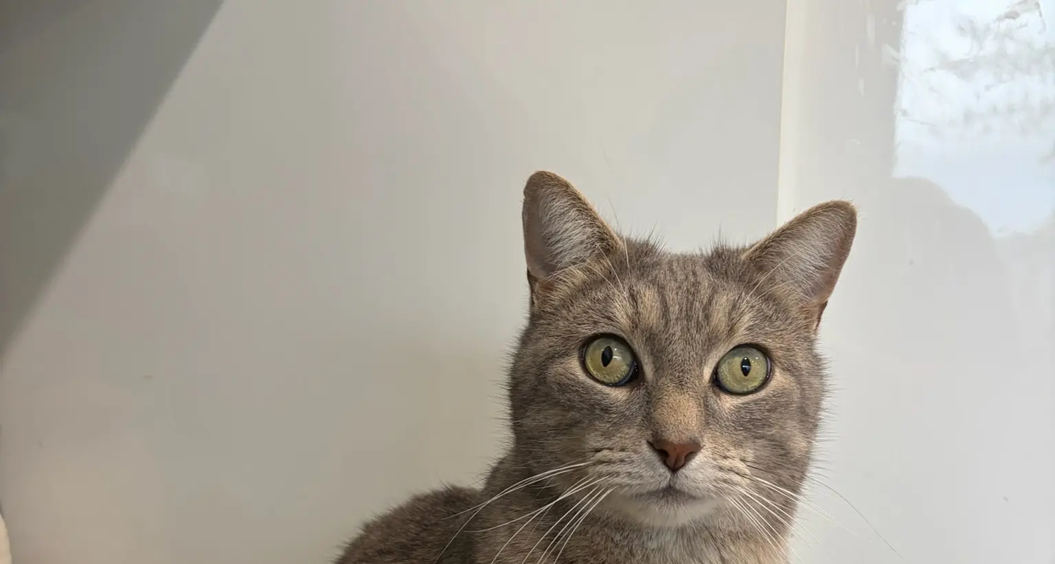 24-hour cat curfew shire-wide from July next year
