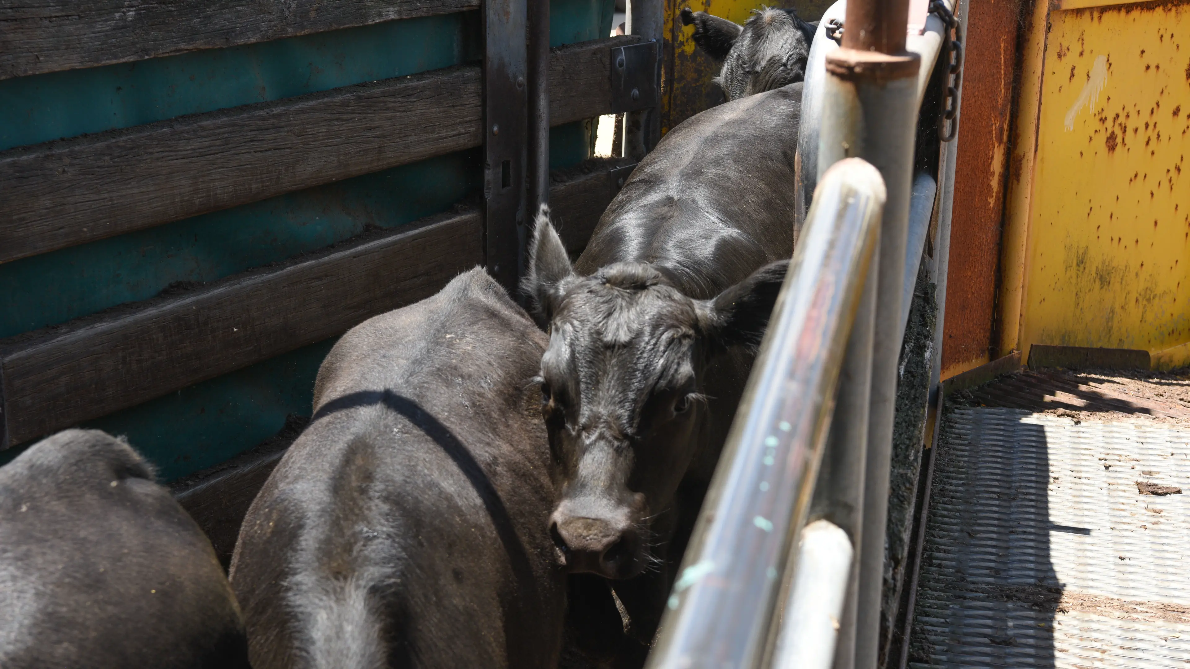 Prices hold firmly to strongly