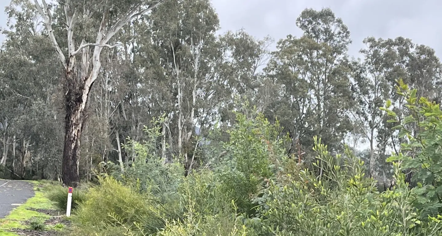 Join in Myrtleford tree-planting efforts this Sunday