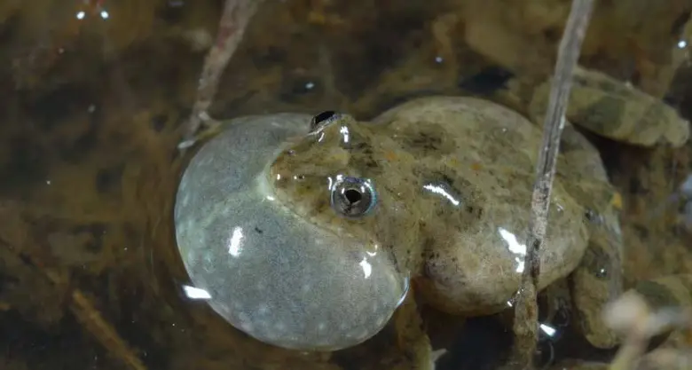 New signs to spotlight Sloane's Froglet