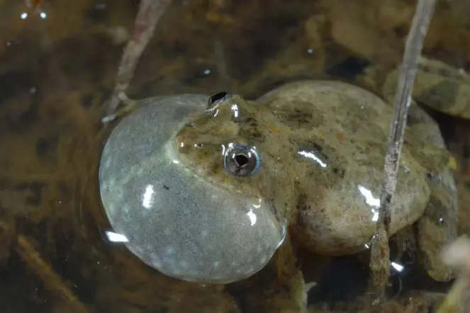 <p>AMPHIBIAN AWARENESS: Rail Trail and King River residents, Sloane\\'s froglets are in the spotlight thanks to a recent grant to fund new environmental signage. PHOTO: Woolshed Thurgoona Landcare Group.</p>\\n