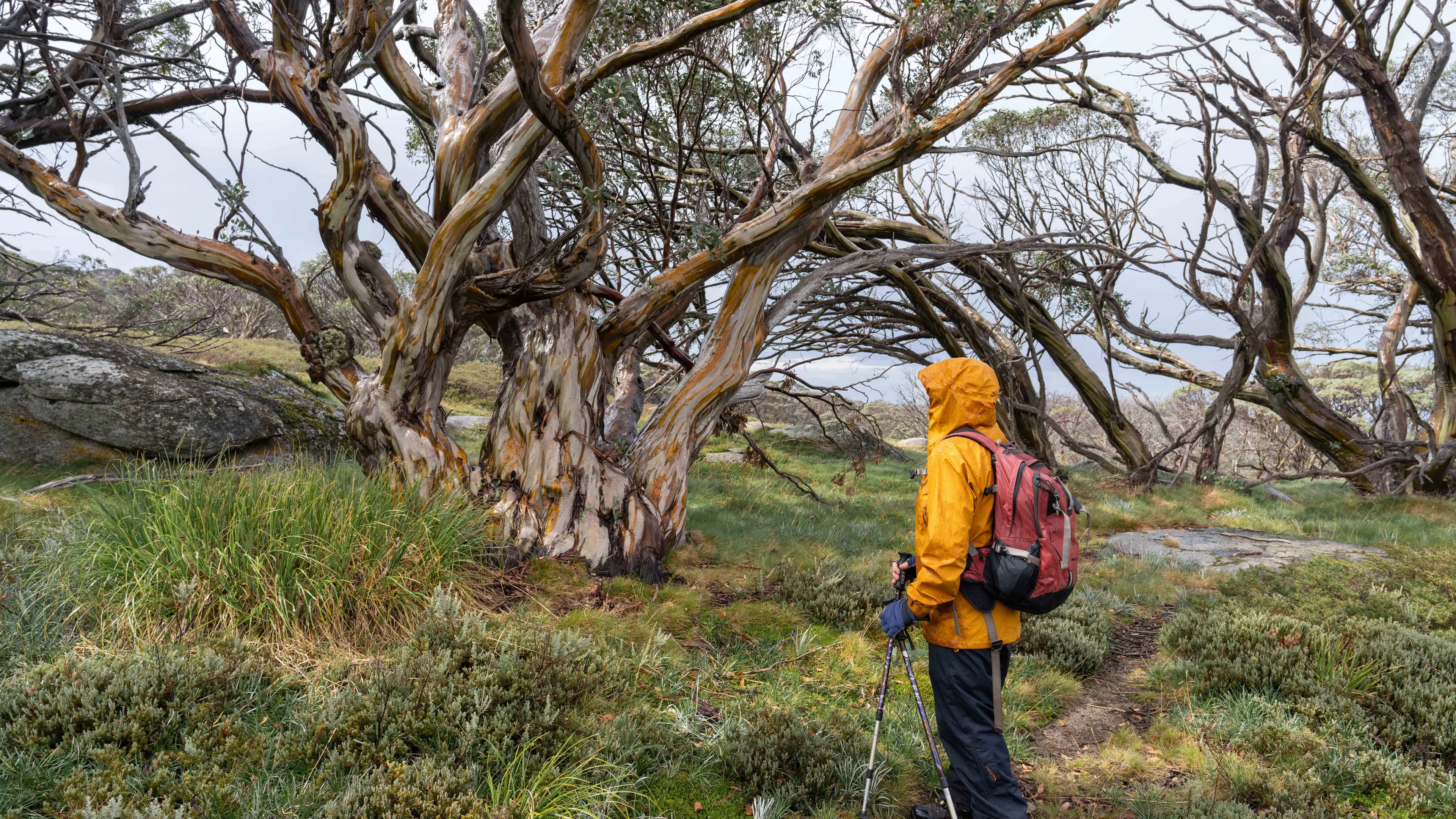 Citizen push for greater protection of our snow gum forests