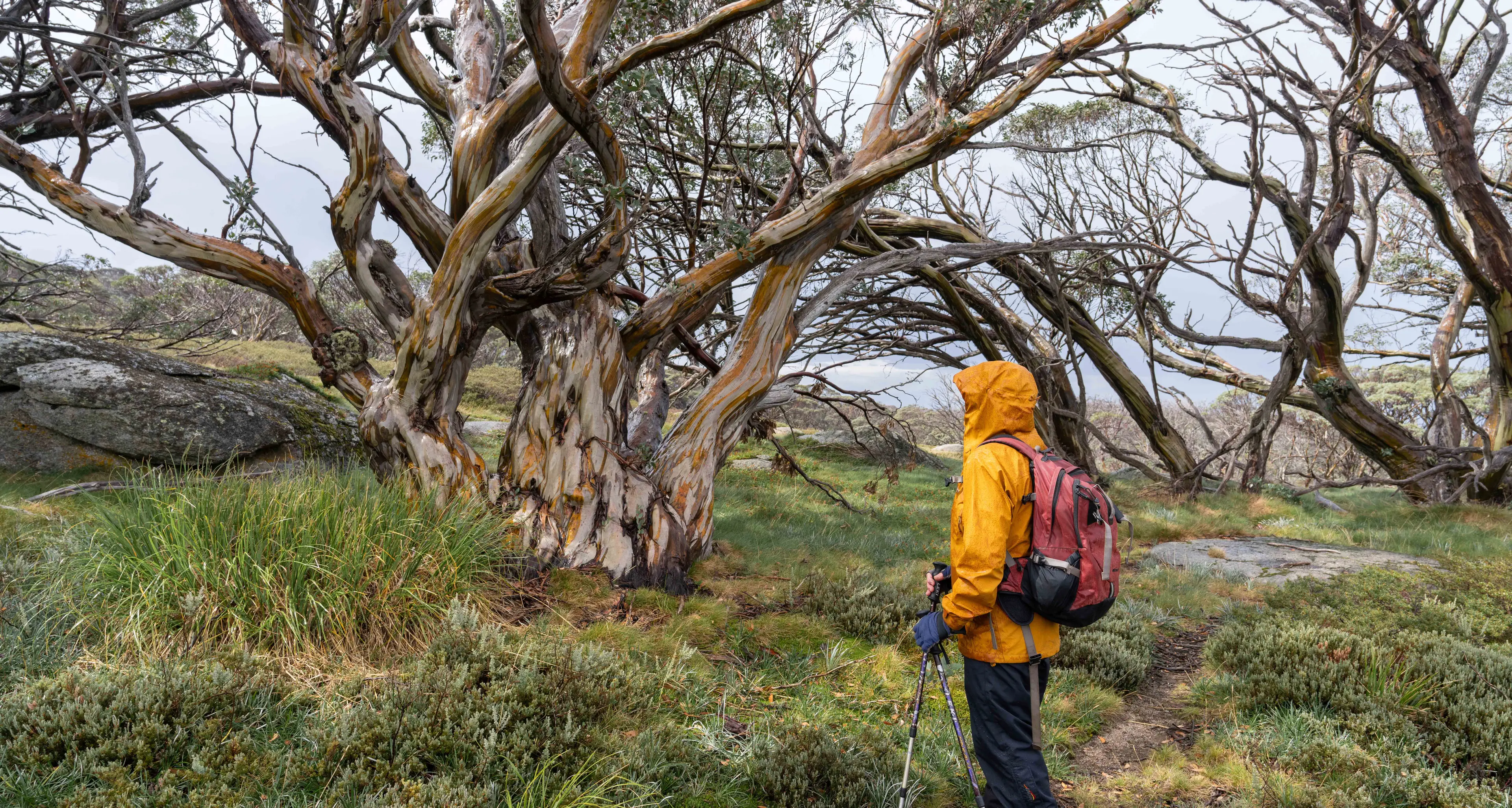 Citizen push for greater protection of our snow gum forests