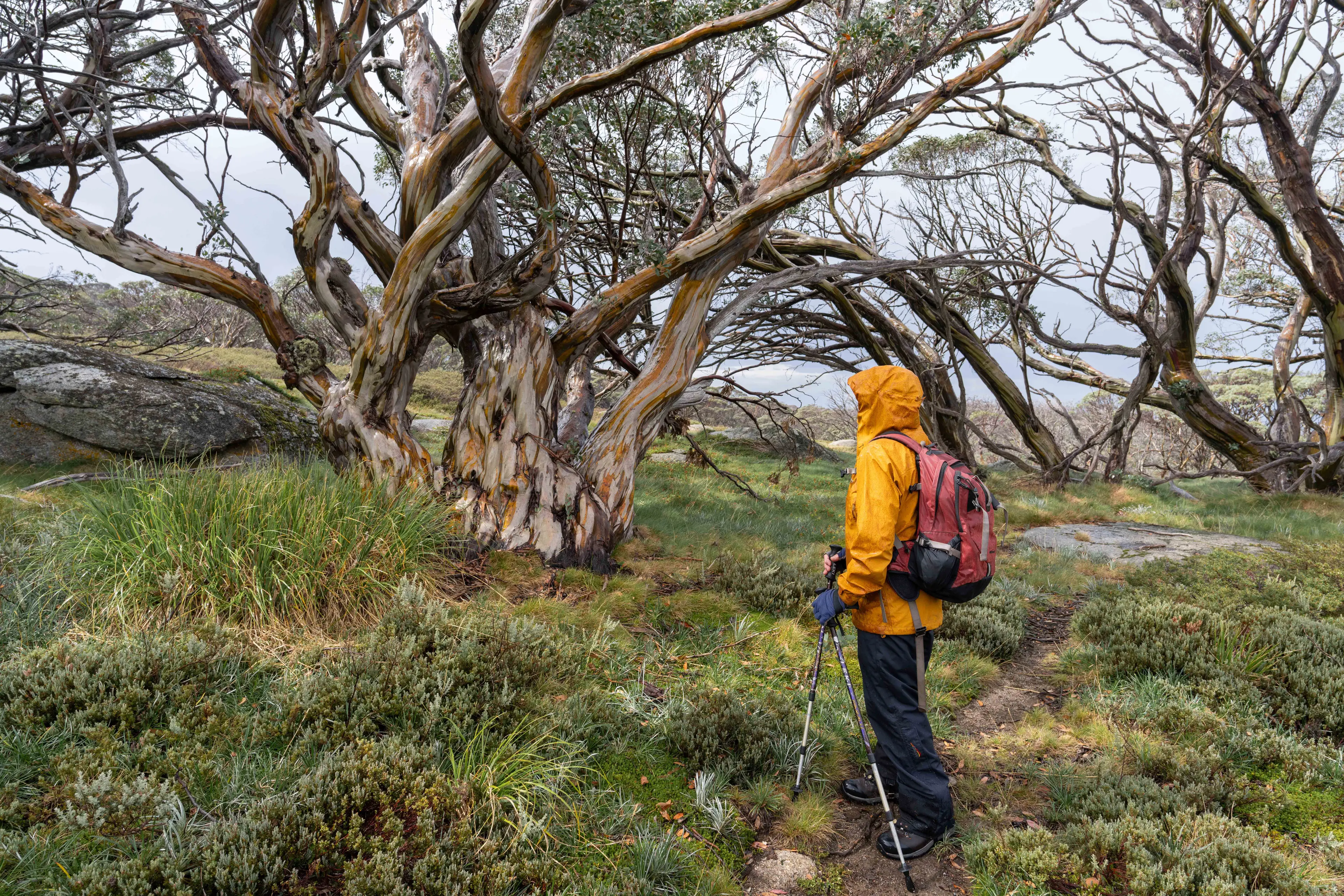 <p>SAVE SNOW GUMS: Citizen science events at Falls Creek and Mt Hotham this month will help push for greater protection for the snow gum forests. PHOTO: Kim Croxford</p>\\n
