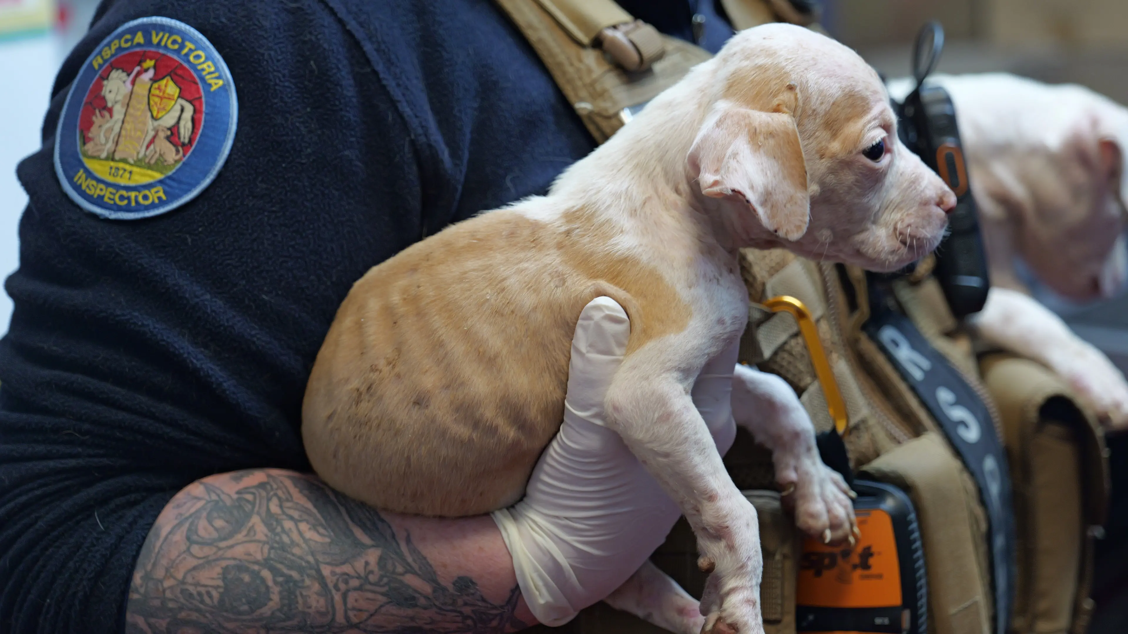 Animal cruelty reports drop in Alpine Shire