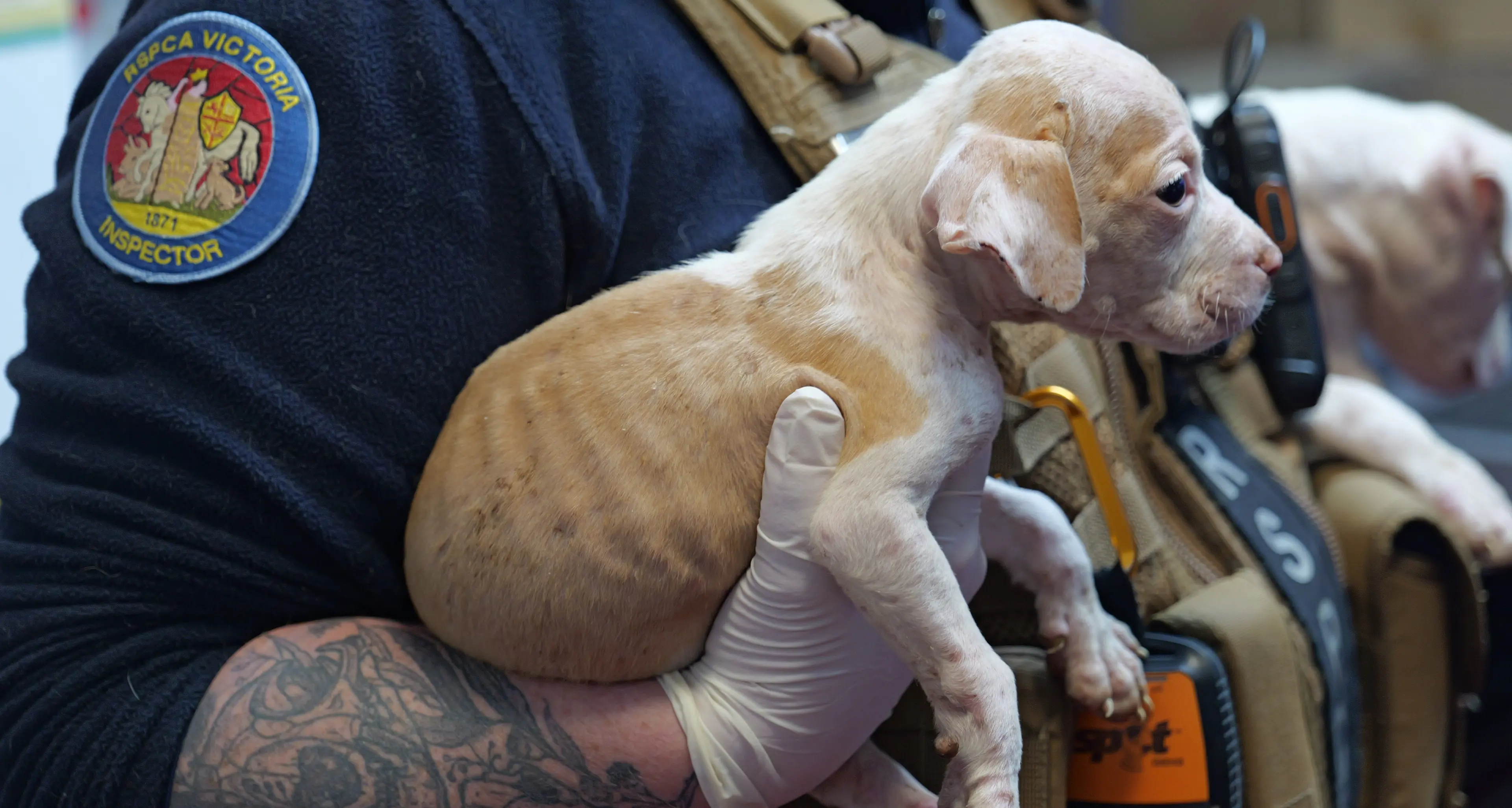 Animal cruelty reports drop in Alpine Shire