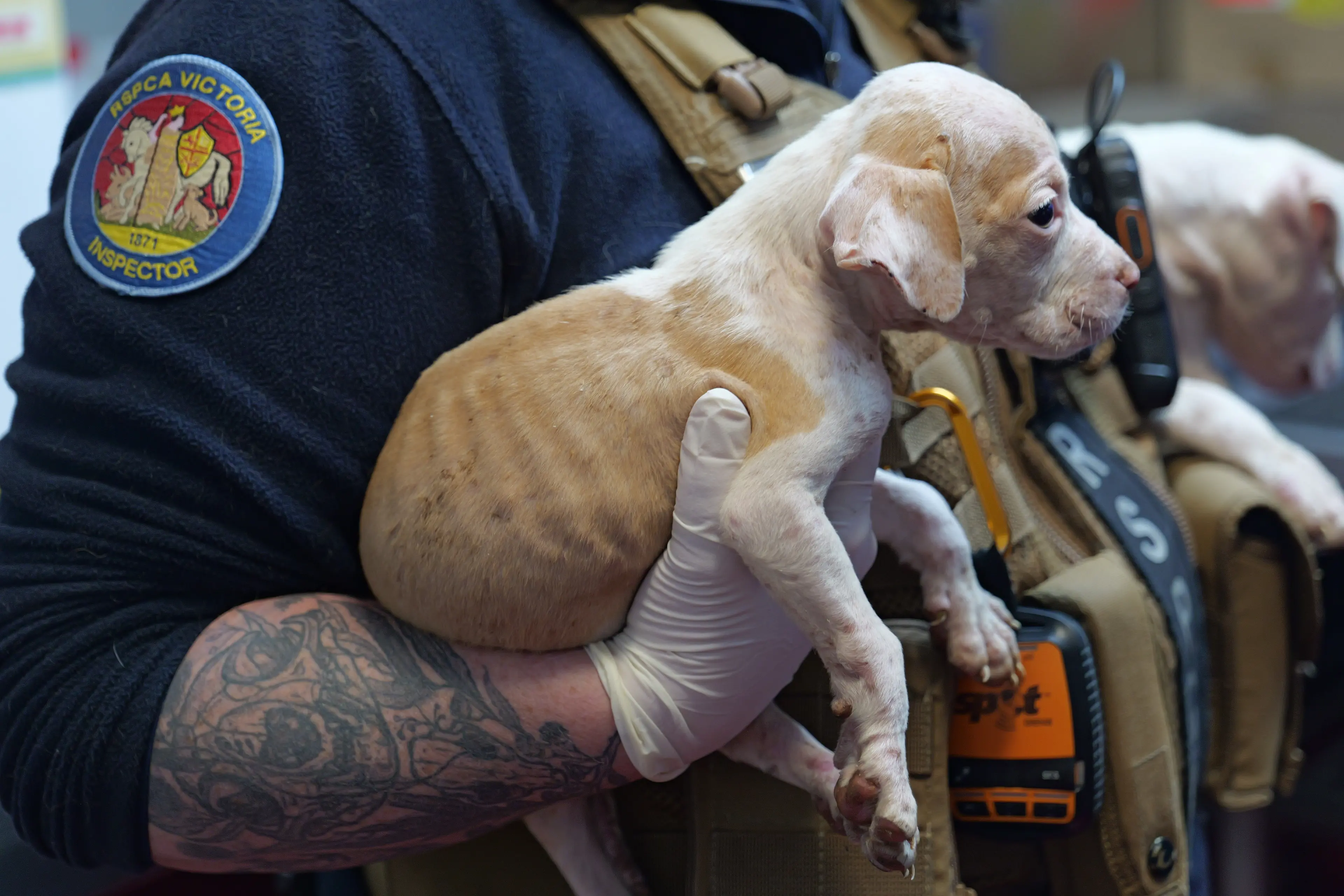 <p>A HELPING HAND: Statewide RSPCA Victoria\\u2019s inspectors responded to nearly 9000 cruelty reports involving almost 60,000 animals in the last 12 months.</p>\\n