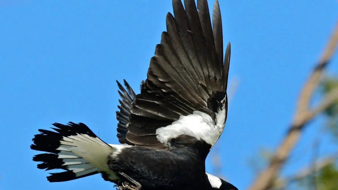 Angry birds are back as swooping season begins