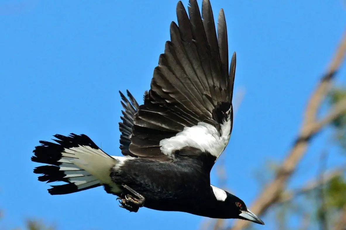 <p>End of autumn to see rise of aerial assaults as we move into spring.</p>\\n