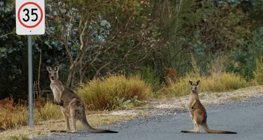 'Roos writing-off rate rises