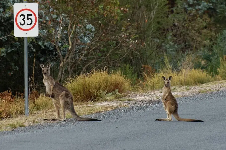 <p>DON\\'T SWERVE: Motorists have lodged more than 100 claims for collisions with kangaroos in the Myrtleford, Bright, Porepunkah and Mount Beauty areas over the past five years.</p>\\n