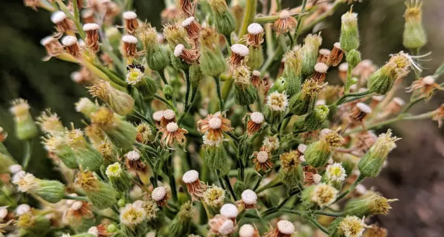 Community session to help control growth of pest weed