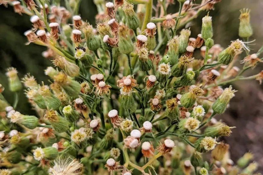 <p>GROWING PEST: Landowners are invited to a free workshop at Kergunyah Hall this Saturday to learn about control methods for Tall Fleabane. </p>\\n