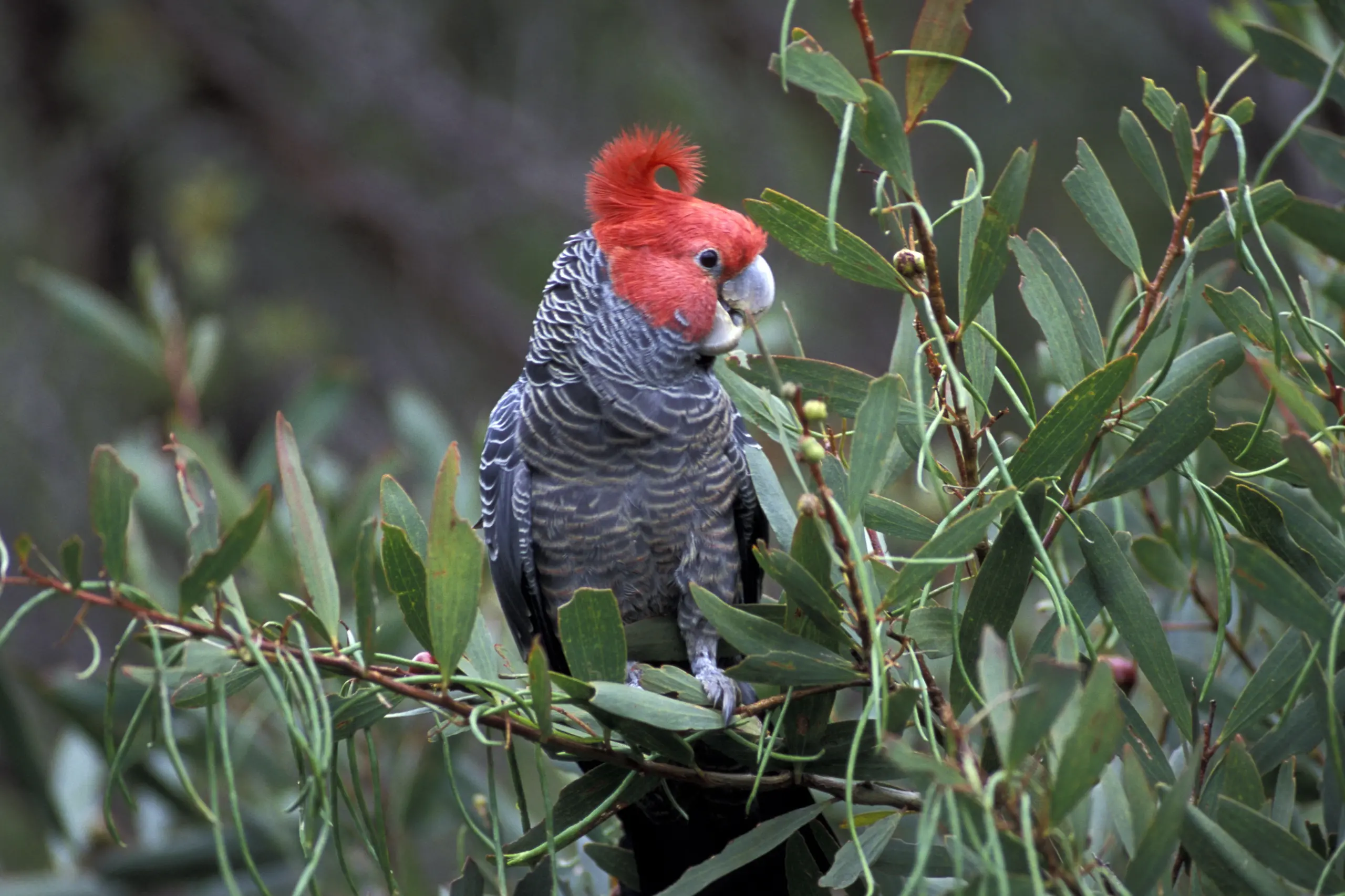 Local Landcare to plant trees for Gang-Gang Cockatoos' gain
