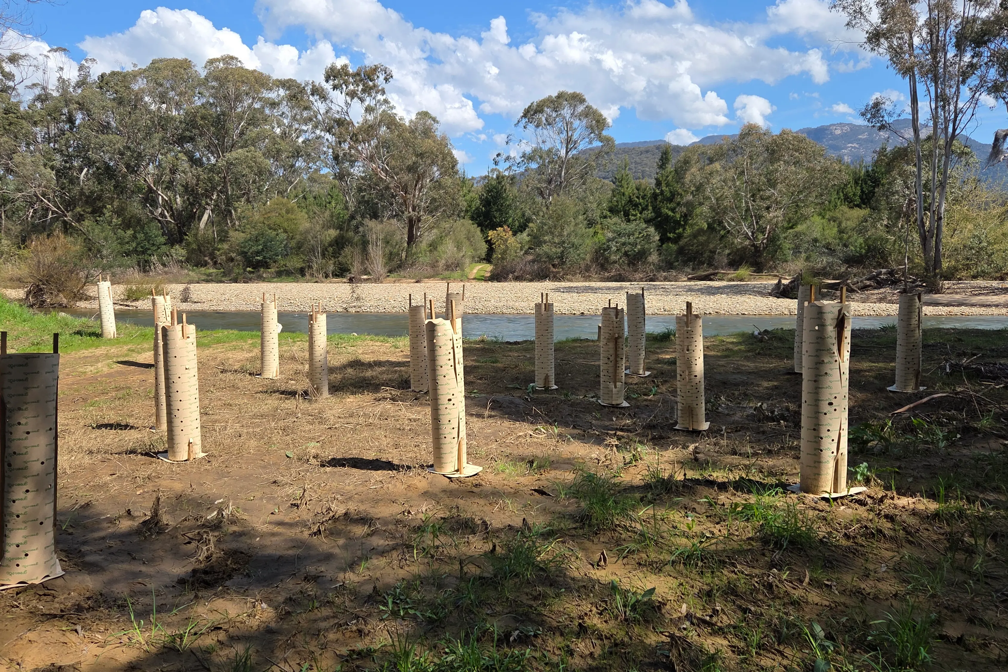 <p>SEEDLINGS SECURE: A beautiful morning in the sunshine helped UOVLG members and local volunteers plant 100 seedlings to strengthen Gang-Gang Cockatoo habitat in the Porepunkah region. PHOTOS: UOVLG.</p>\\n