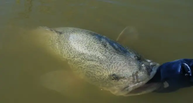 Help preserve the Murray cod's existence