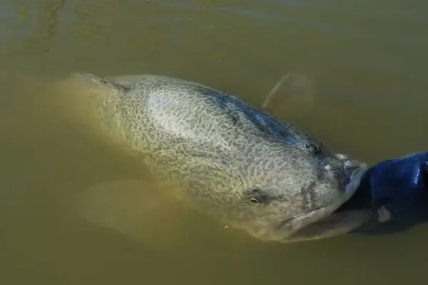 <p>PRECIOUS: It\\'s important to handle Murray cod carefully when you do catch and release.</p>\\n