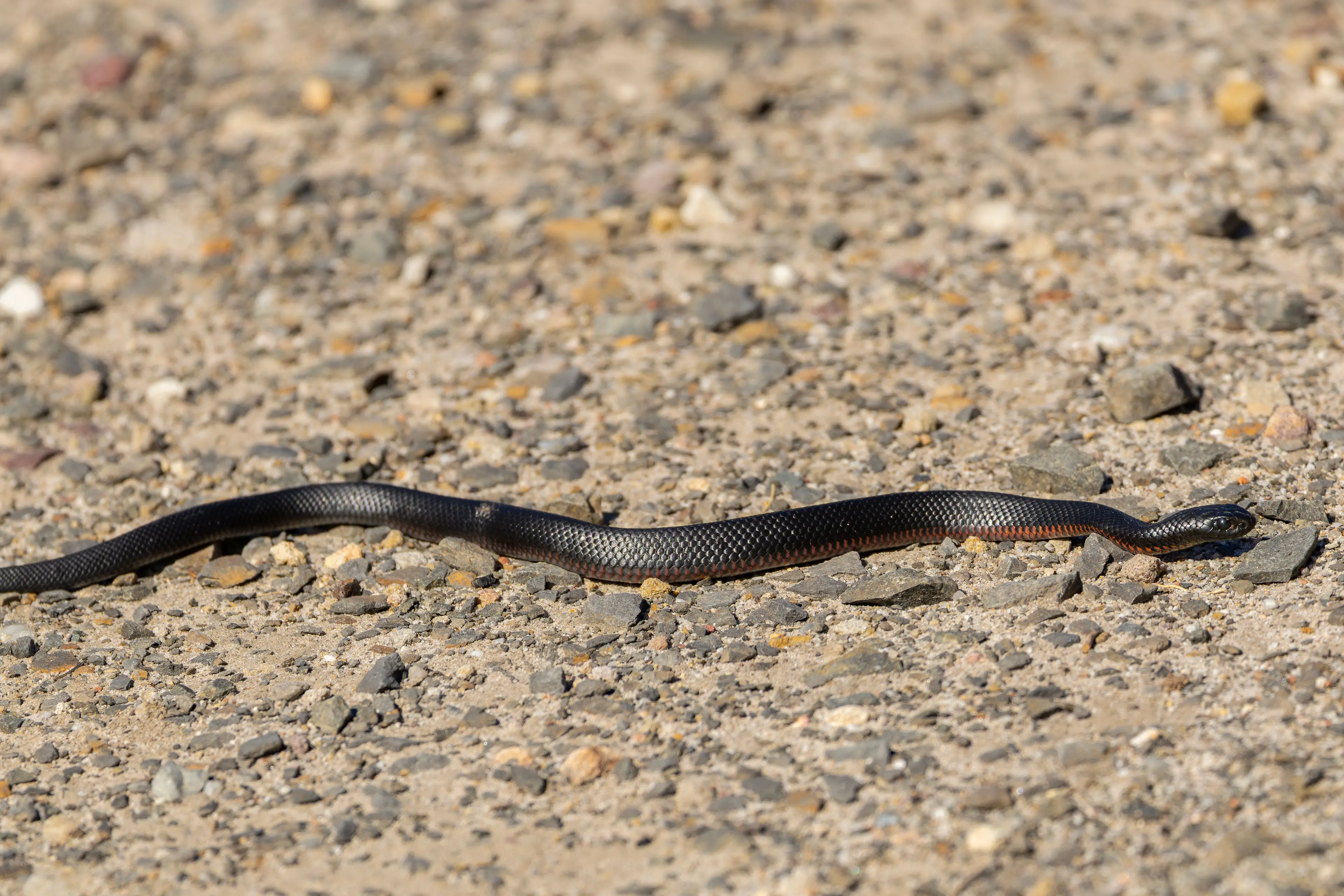 <p>BEWARE OF WRIGGLING STICKS! Snake sightings are due to become more common as they emerge from their winter hibernation. PHOTO: Stuart Robinson</p>\\n