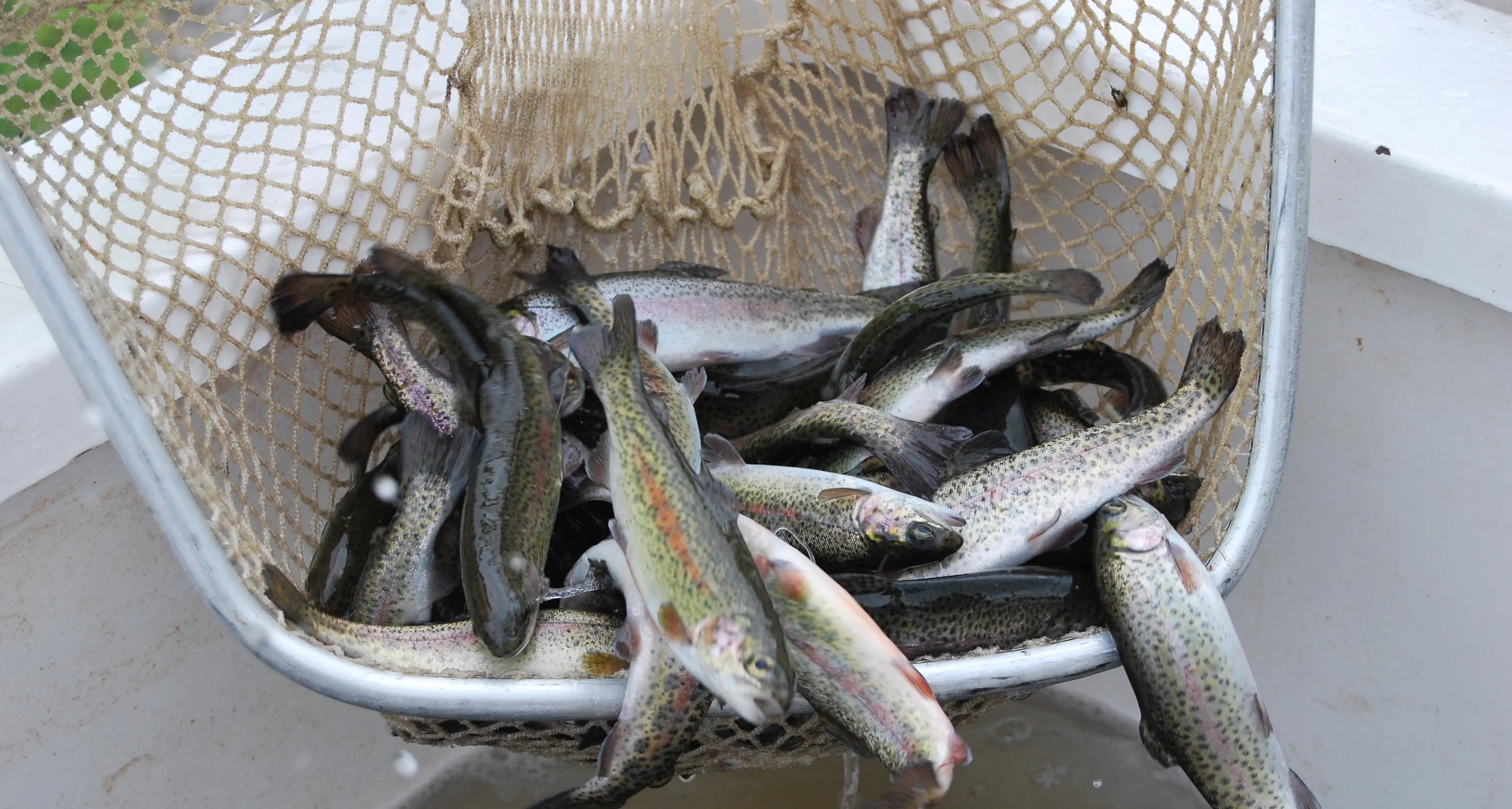 Trout stocked for family fun these school holidays