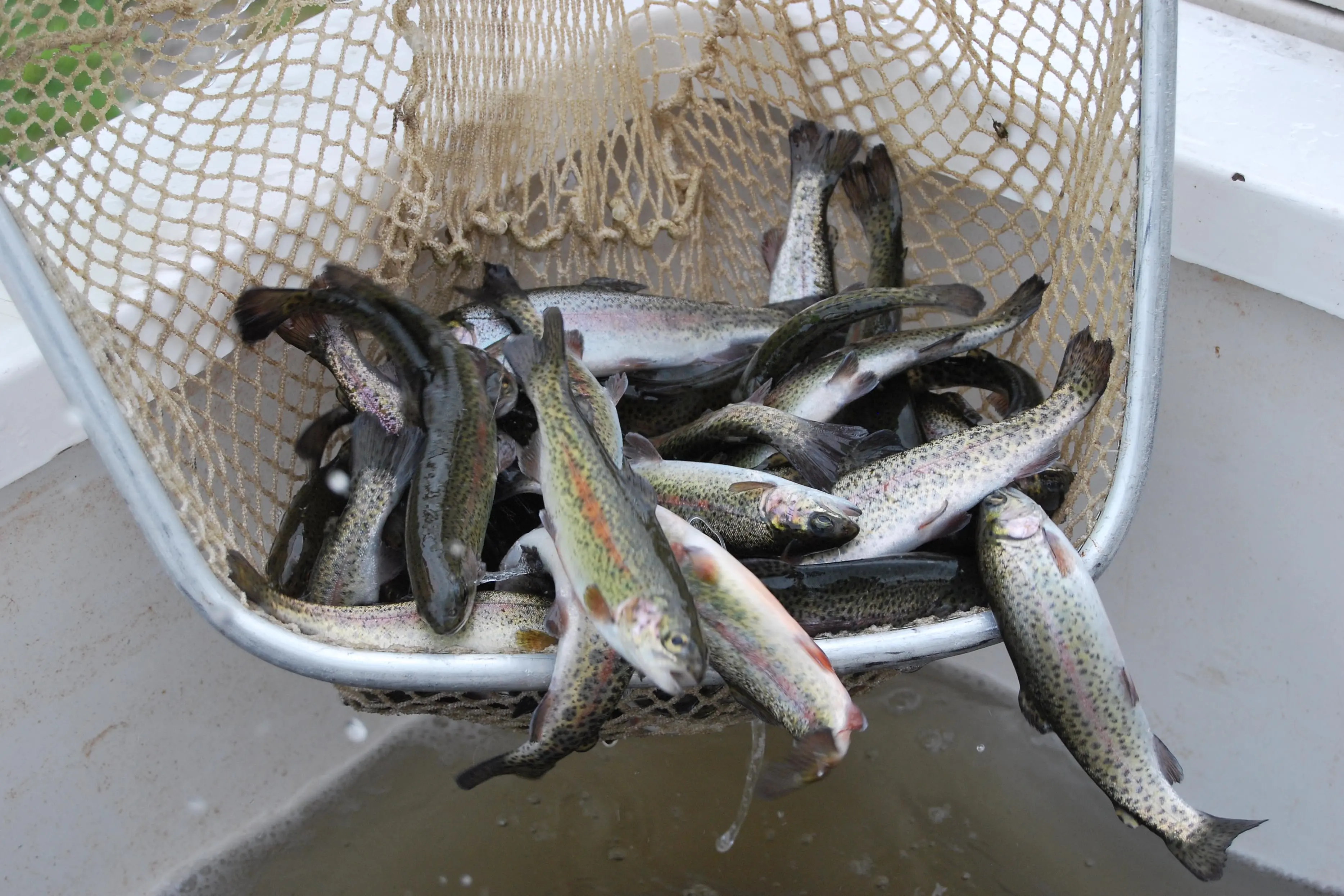 <p>READY TO CATCH: Some 400 rainbow trout have been stocked in Harrietville\\'s Tronoh Dredge Hole for the school holidays. PHOTO: VFA</p>\\n