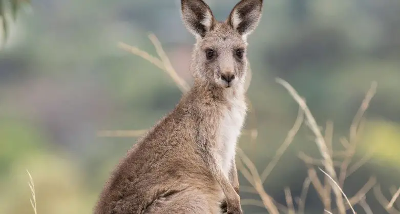 Aerial surveys of kangaroo population