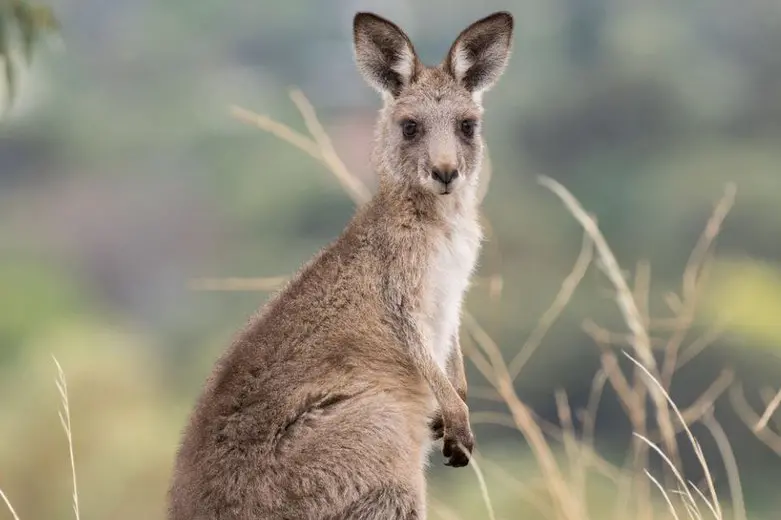 <p>HOW MANY? Helicopters are buzzing the state to help count Eastern Grey kangaroo populations. PHOTO: The Australian Musuem</p>\\n