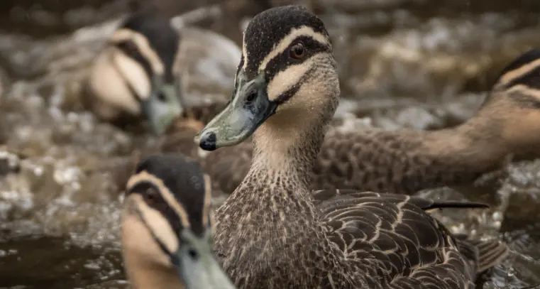 Aerial survey targets game duck population, bird flu spread