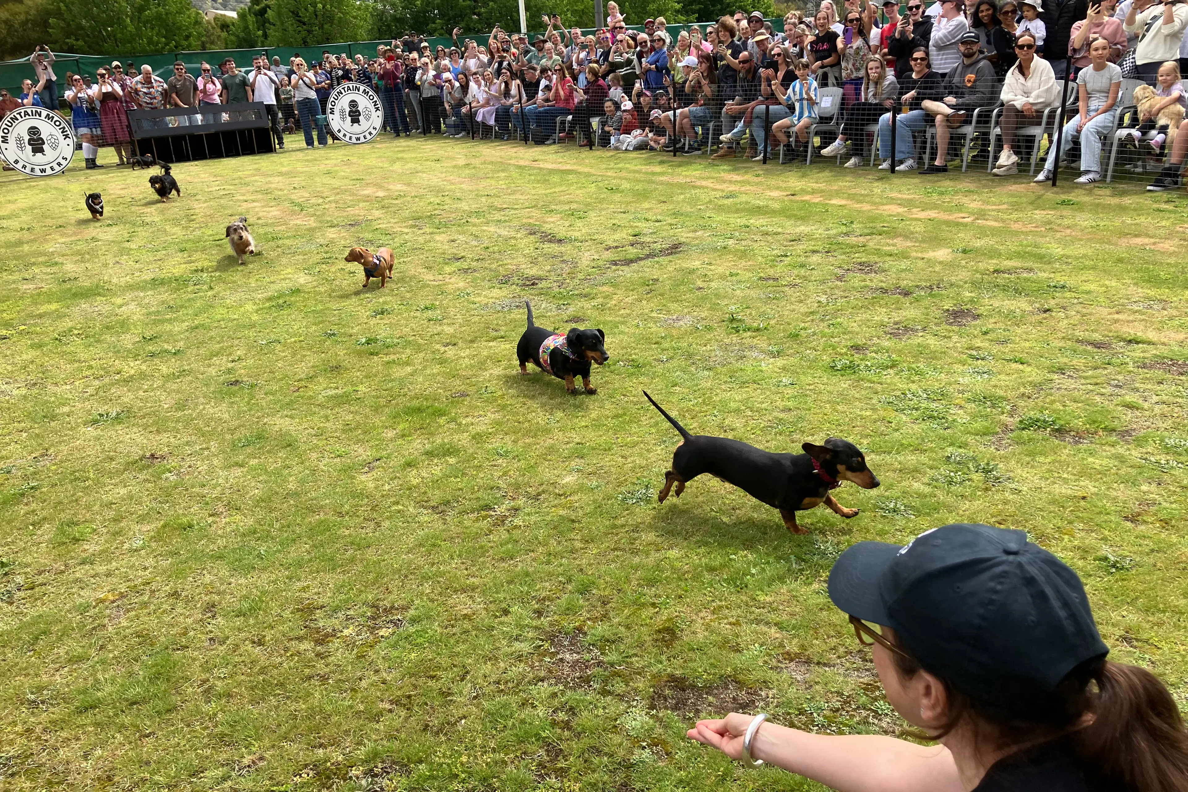 <p>OFF AND RACING: More than 1000 people enjoyed Oktoberfest celebrations, including the Dachshund Derby, at Mountain Monk Brewery in Mt Beauty on Saturday. PHOTO: Fay Mason</p>\\n