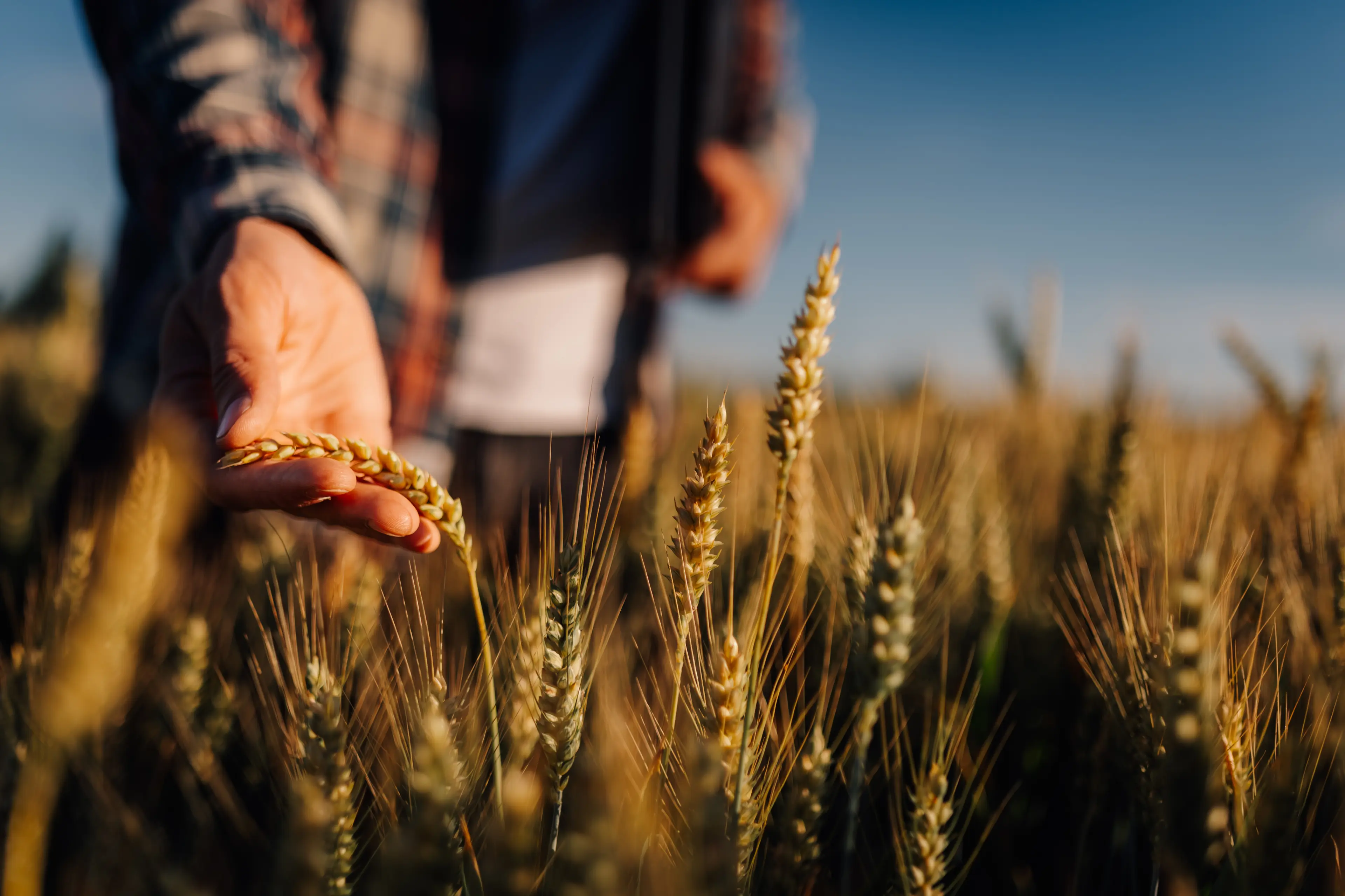 <p>HEALTHY CROP: Farmers have had mixed results across Victoria and the government is continuing its drought support. IMAGE: Ljustina/Adobe Stock</p>\\n