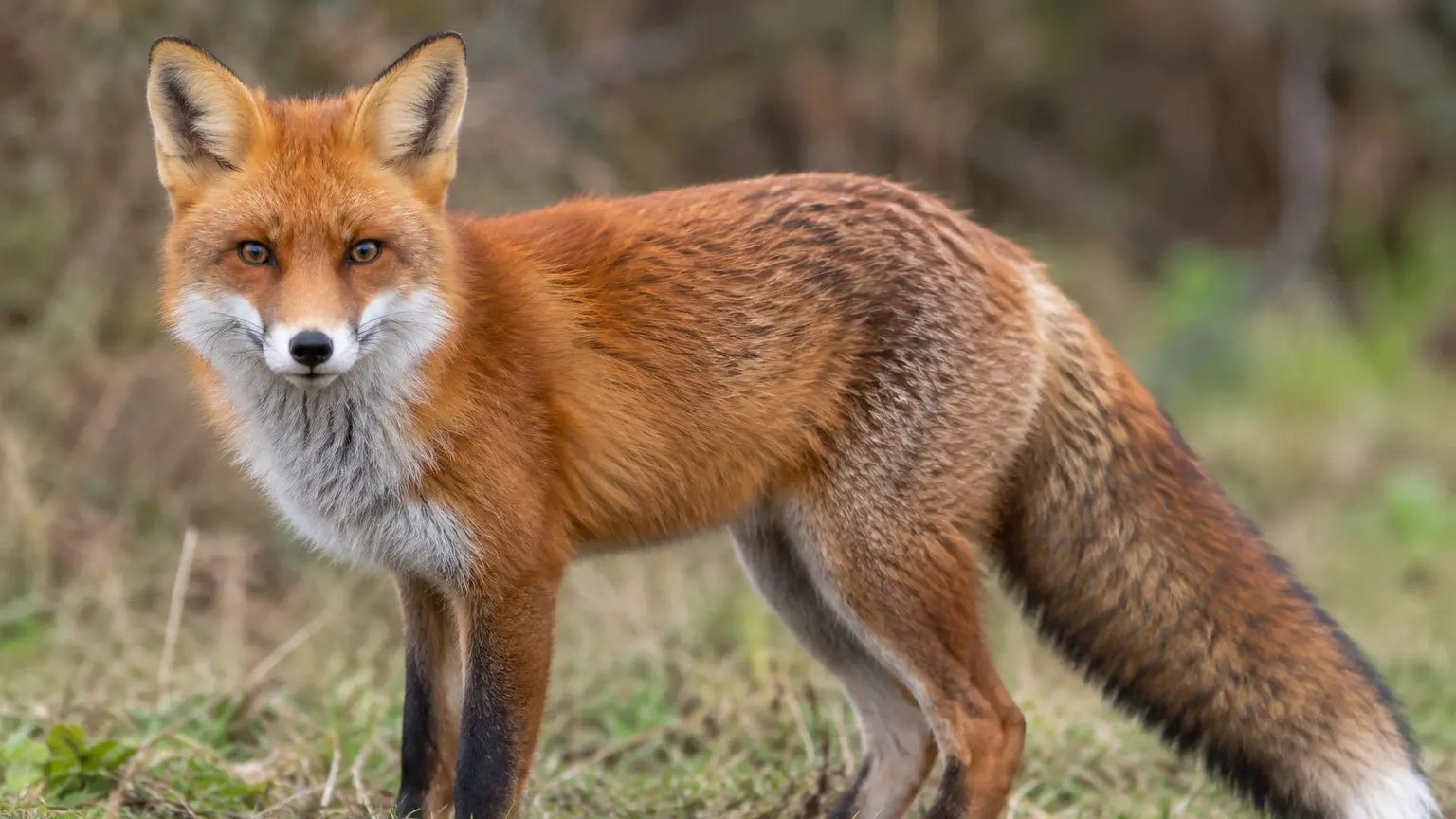 Outfoxing a native killer