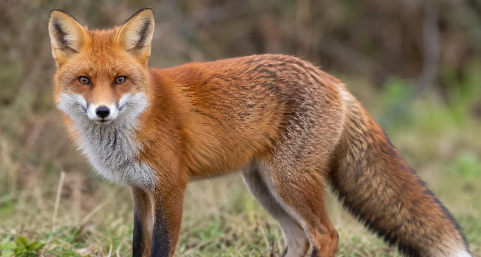 Outfoxing a native killer