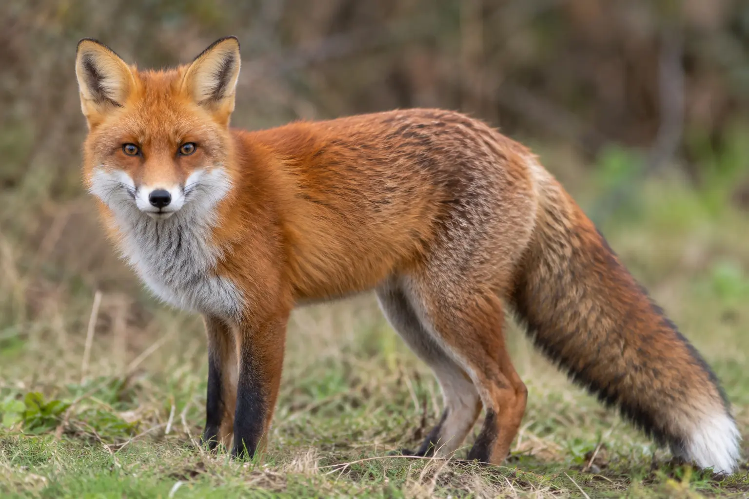 <p>FOX ABATEMENT: A plan is being developed to address fox impacts. </p>\\n