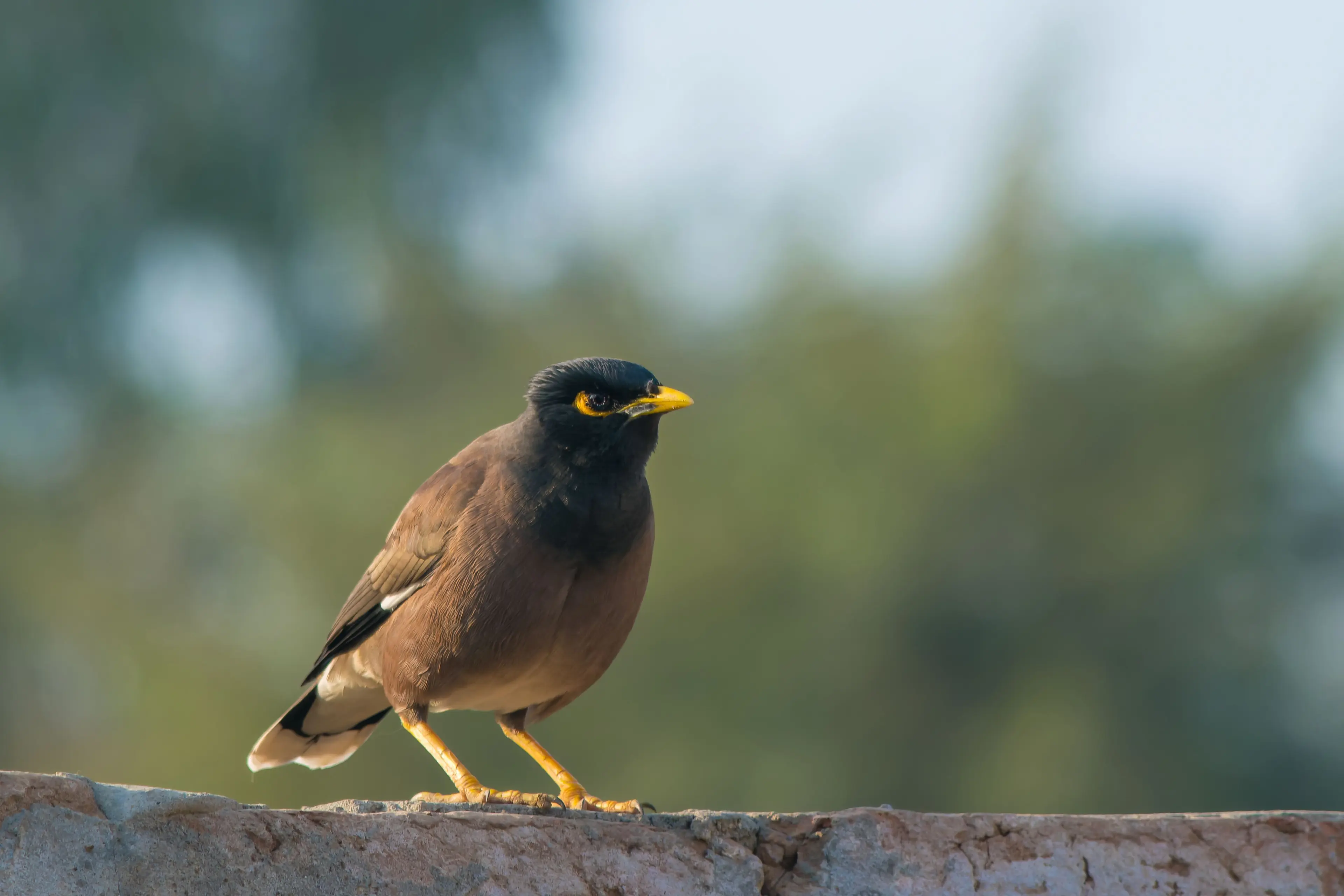 <p>LOCAL WILDLIFE LOOKOUT: The UOVLG are set to host a workshop this Saturday with two guest speakers to help strengthen future local sustainability efforts. PHOTO: Malik Parwaiz Akhter.</p>\\n